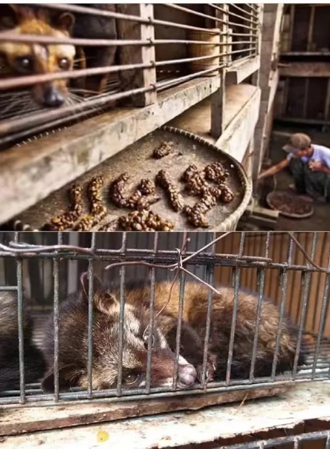 猫屎咖啡是哪种猫的排泄物_猫屎咖啡是猫拉的屎吗_猫屎咖啡真的是猫屎吗