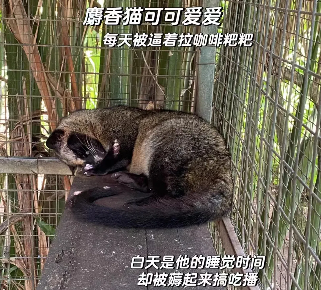 猫屎咖啡是哪种猫的排泄物_猫屎咖啡是猫拉的屎吗_猫屎咖啡真的是猫屎吗